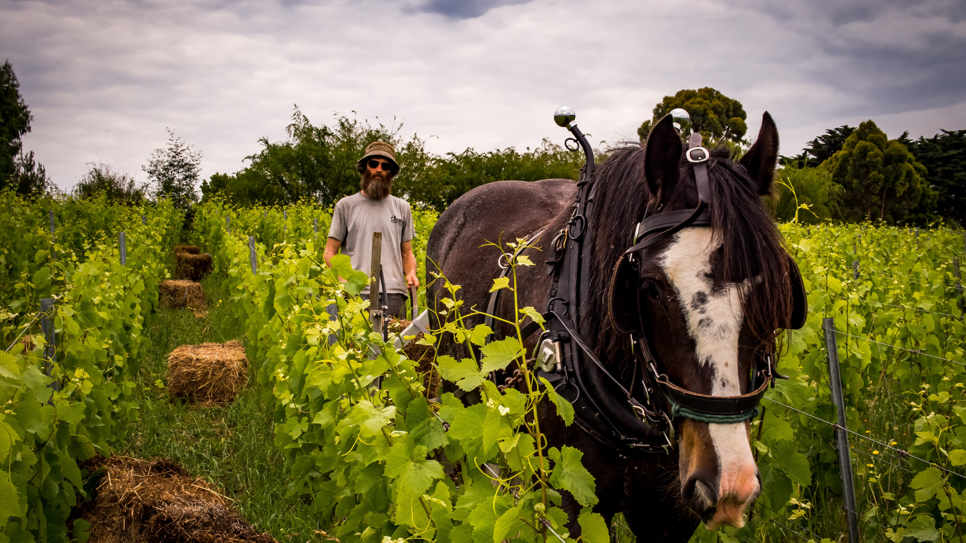 Turbid and Bretty Customer Image Vineyard