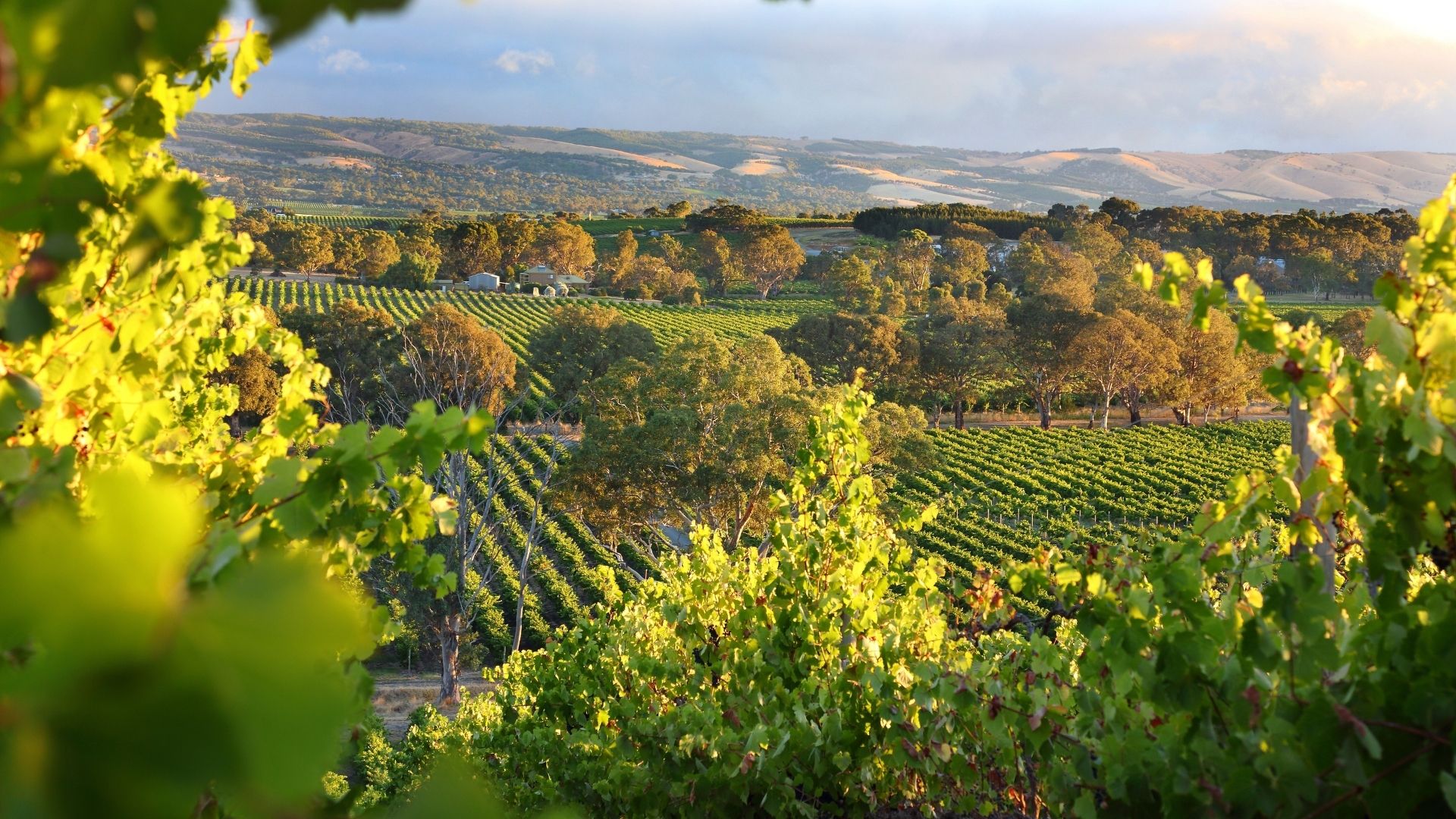 4 Top Tips For Wine Businesses Planning To Export 1920X1080px